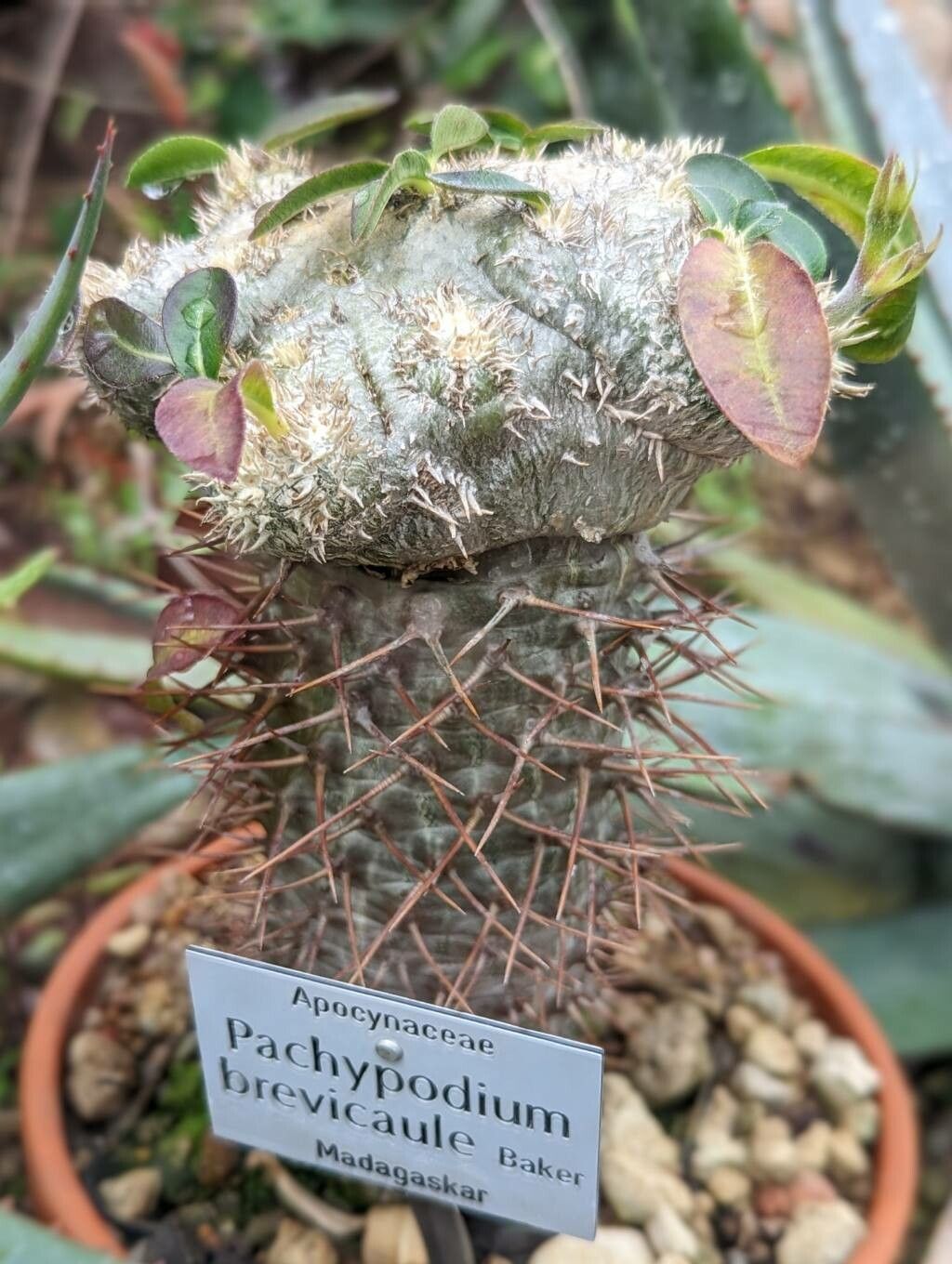 Pachypodium brevicaule habit