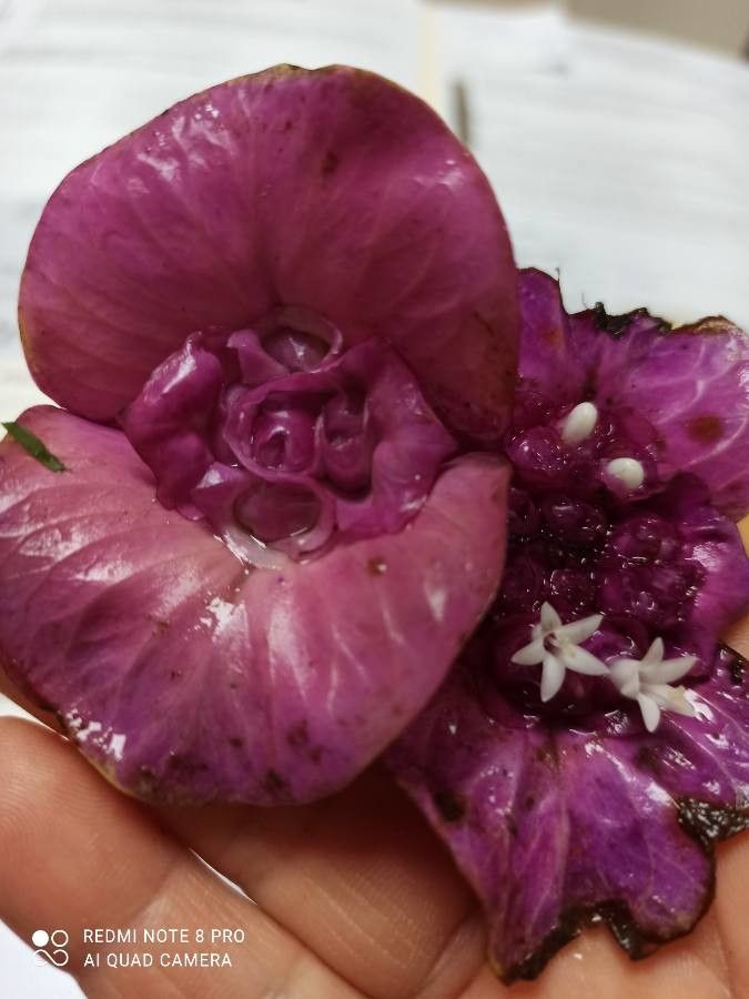 Psychotria colorata flower