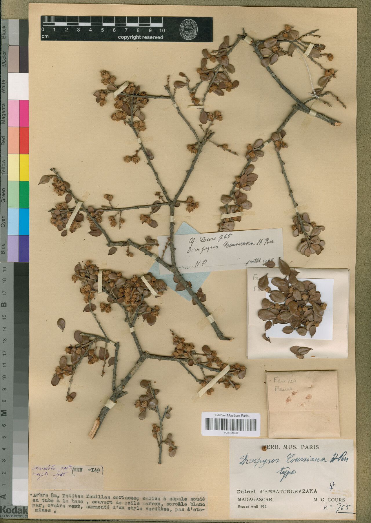 Diospyros coursiana — houseplant care guide