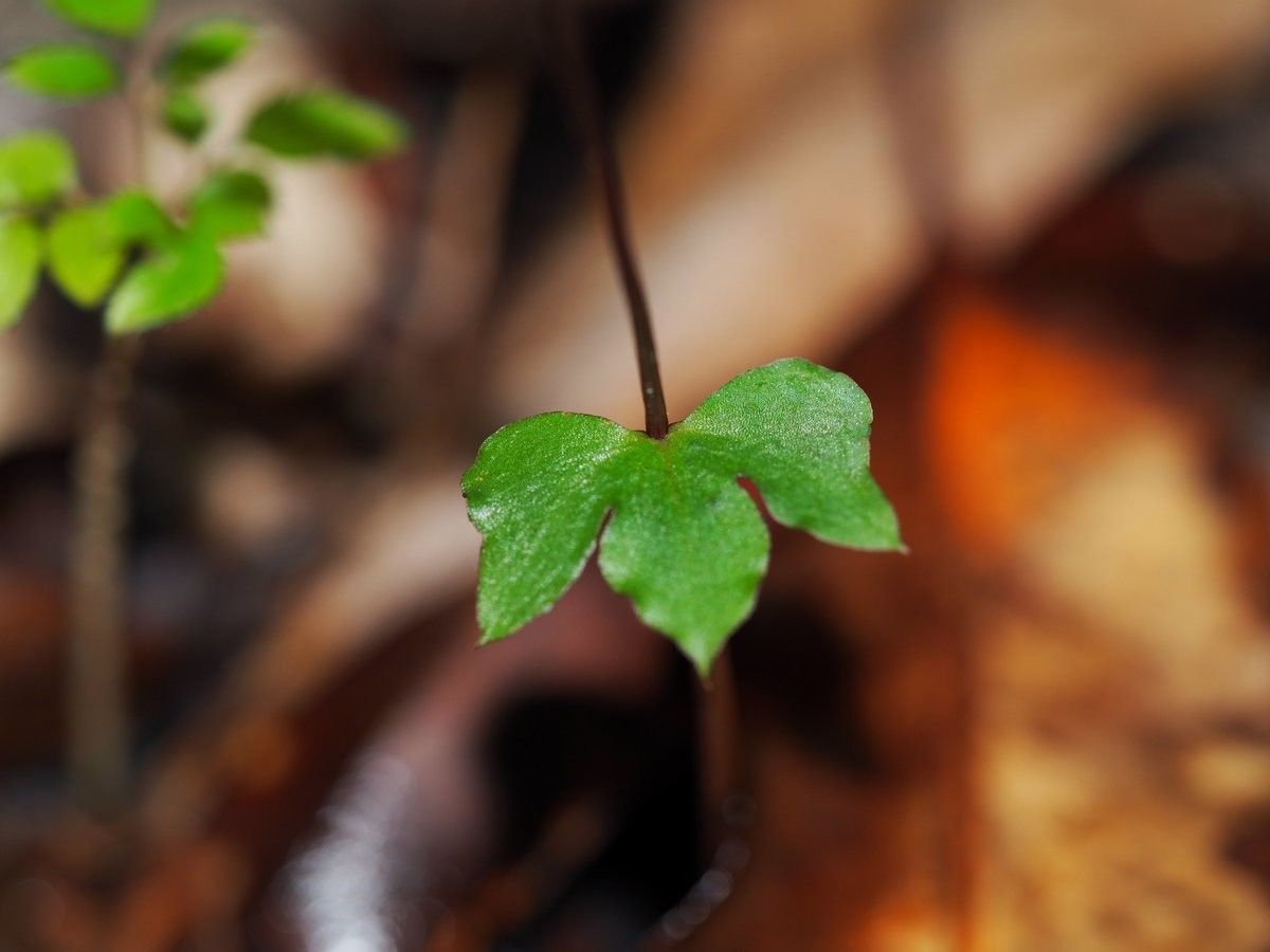 Acianthus uvarius habit