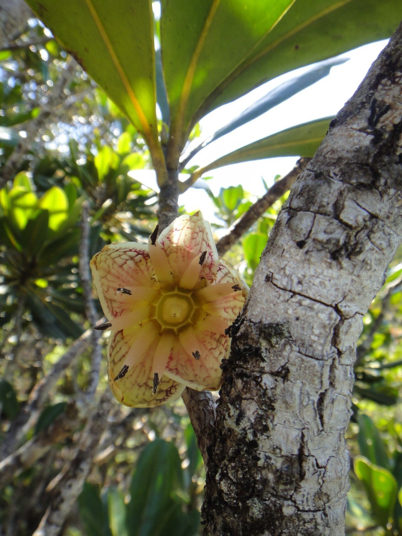 Strasburgeria robusta flower
