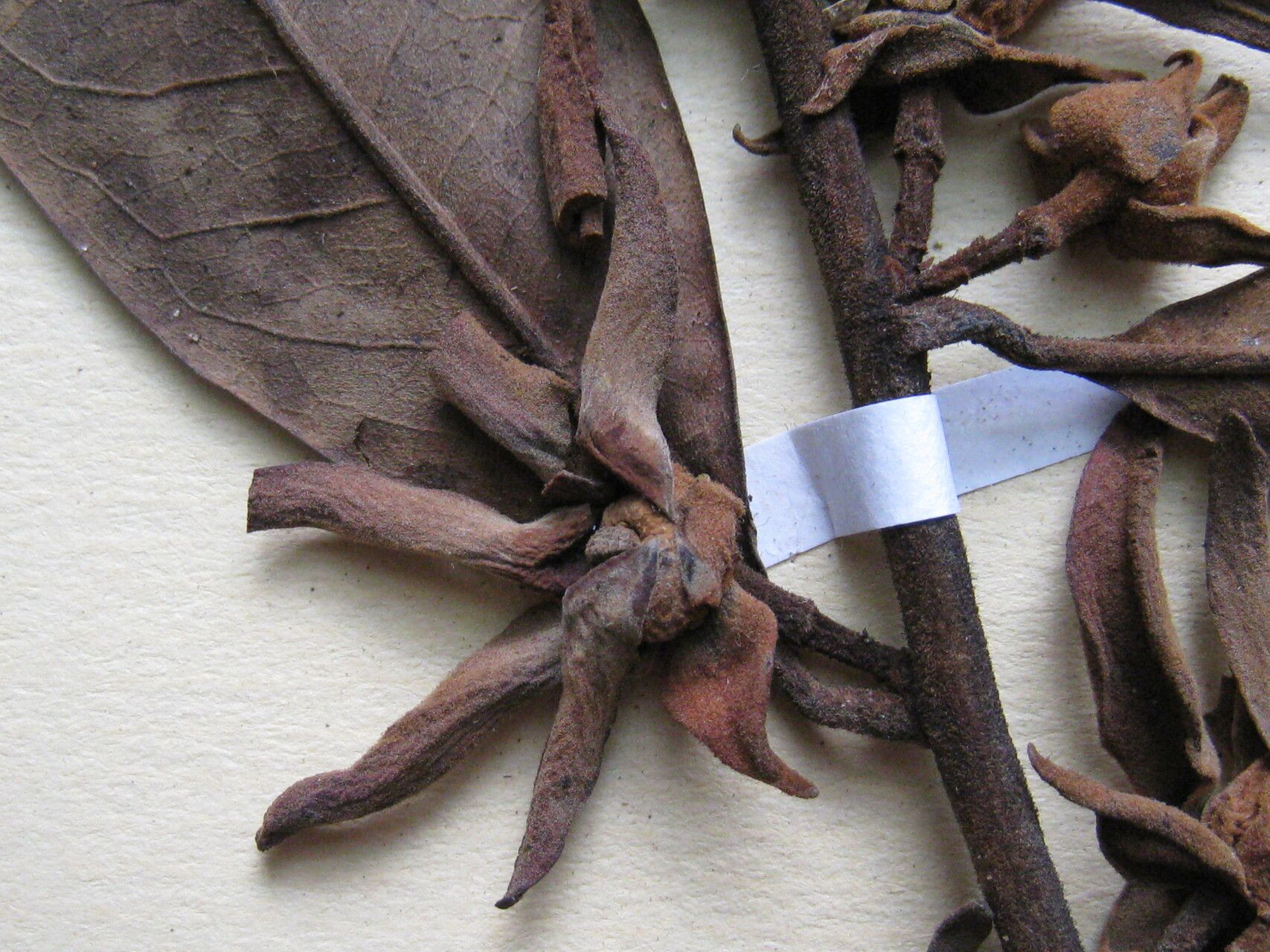 Guatteria pannosa — houseplant care guide