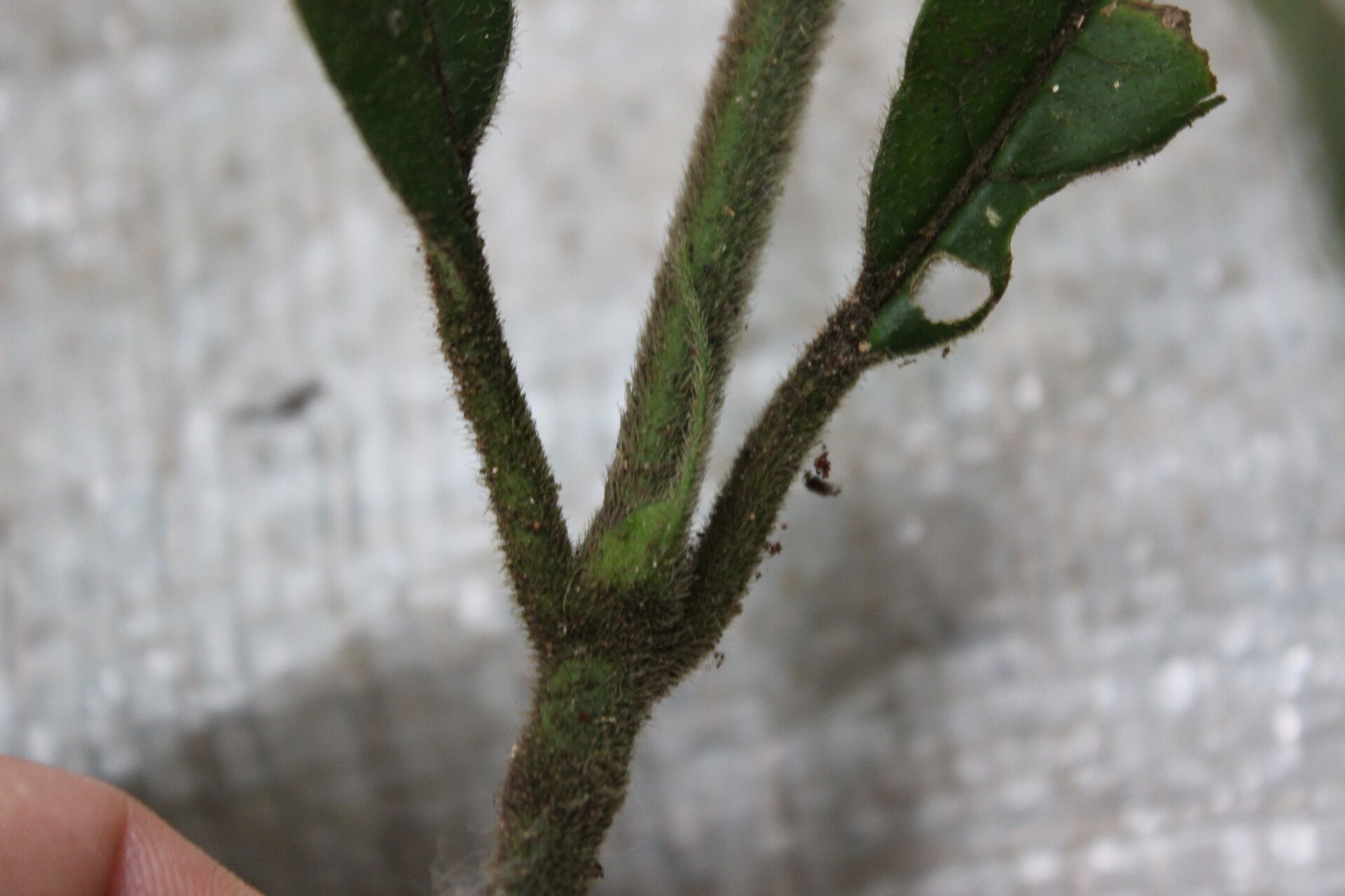 Pavetta hispida bark