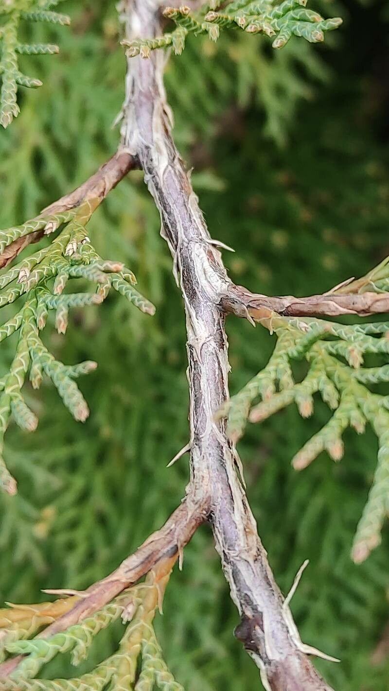 Microbiota decussata bark