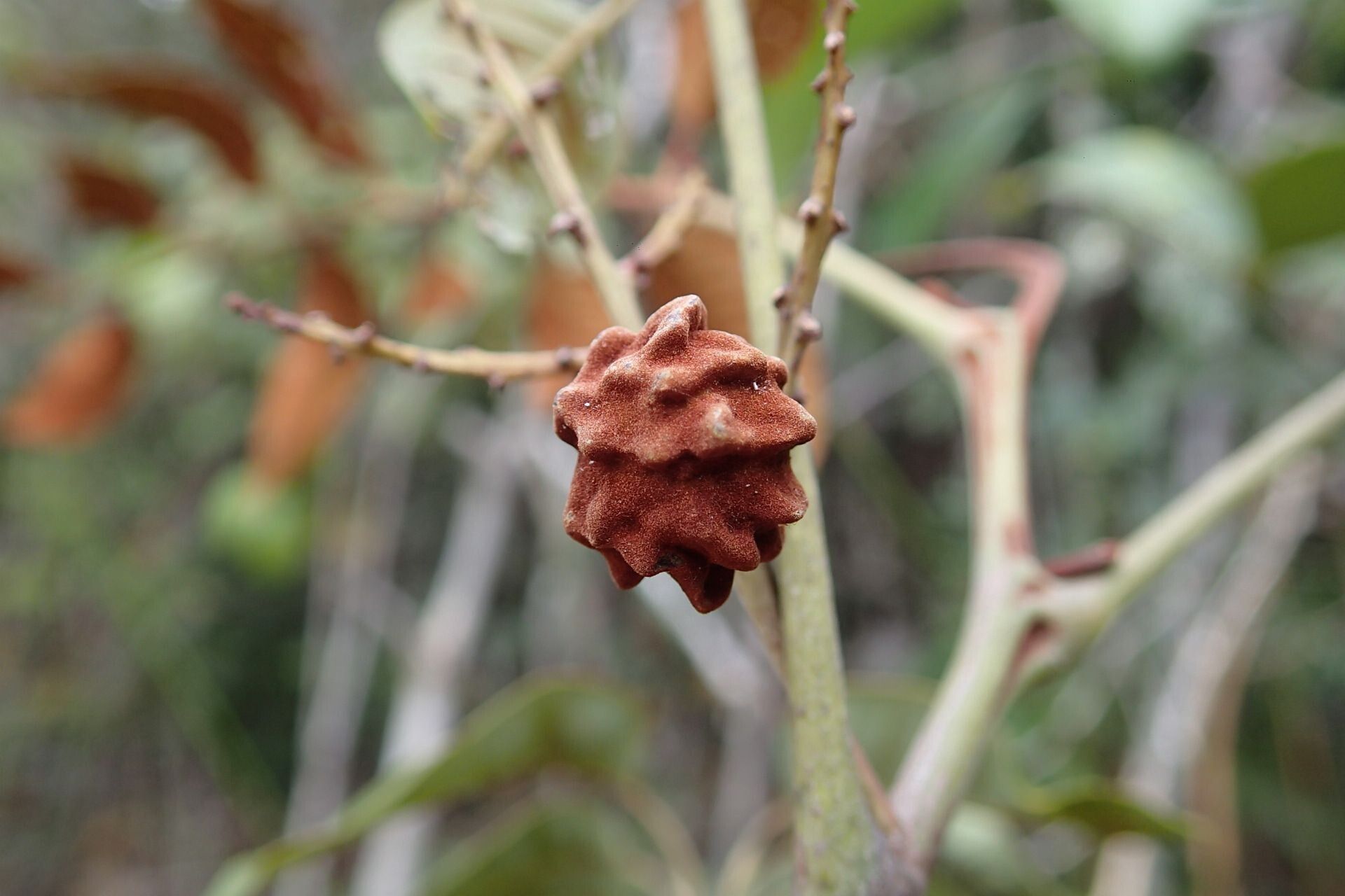 Podonephelium plicatum fruit