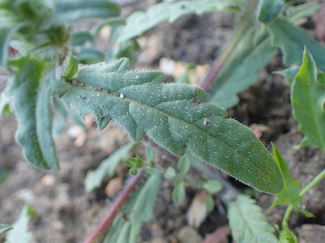 Cleonia lusitanica — search result for 'Tunisia'