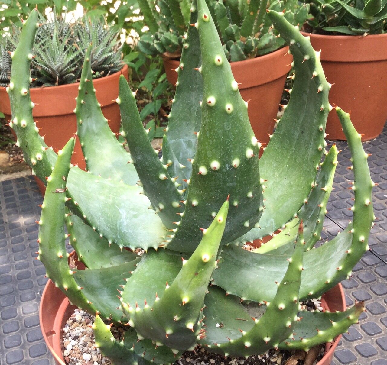 Aloe aculeata bark