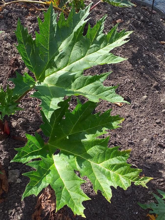 Rheum tanguticum — search result for 'Rheum'