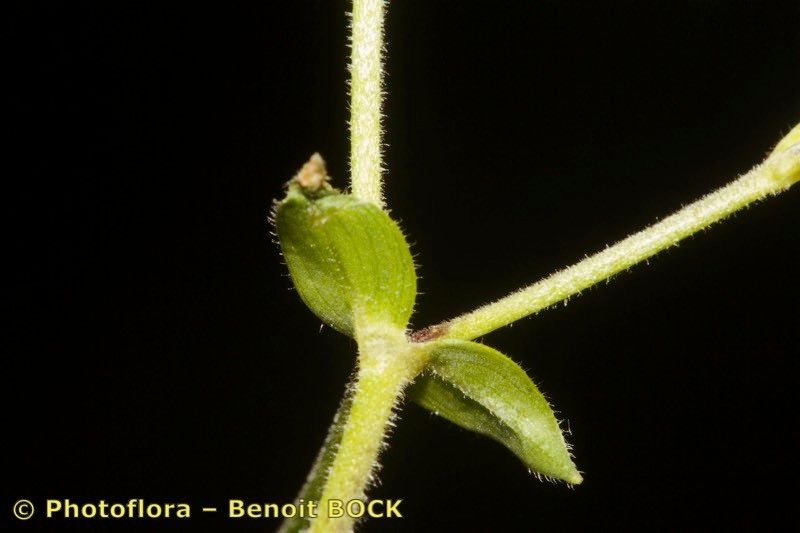 Cerastium carinthiacum bark