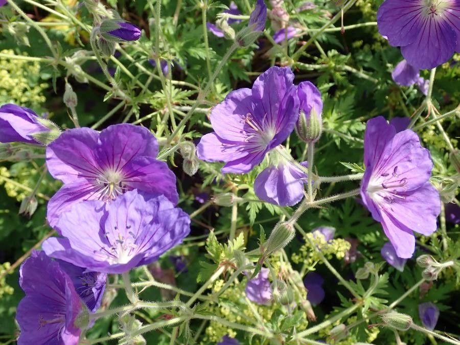 Geranium sylvaticum flower