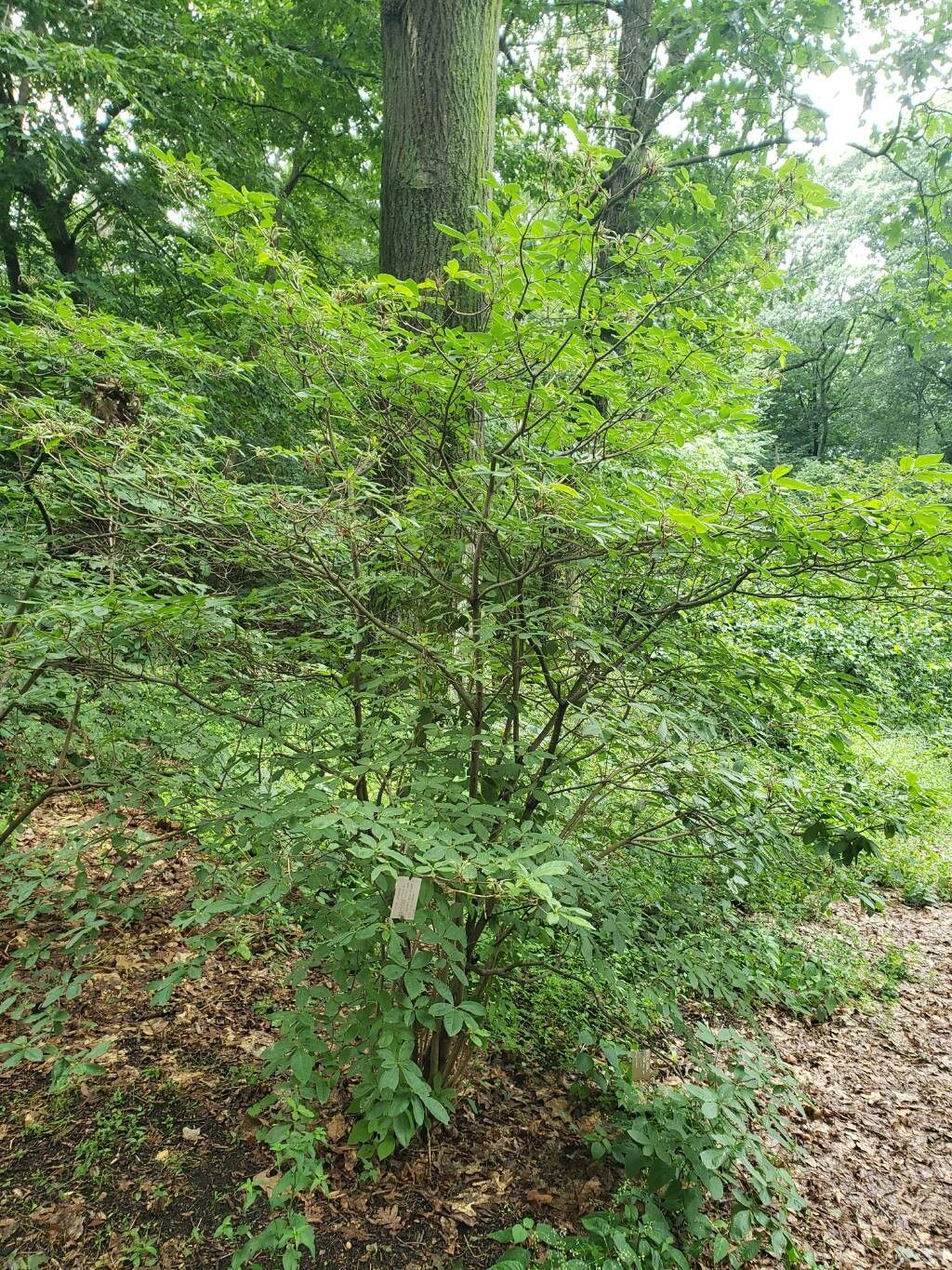 Rhododendron × gandavense habit