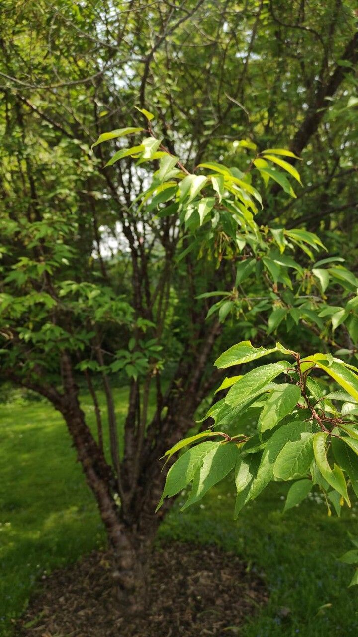 Prunus serrula habit