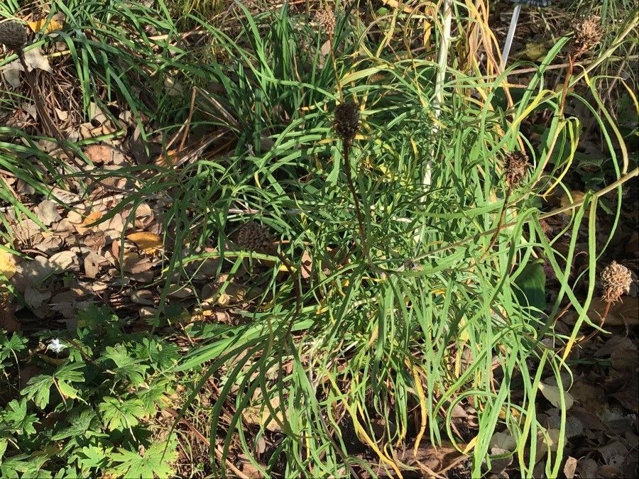 Helianthus salicifolius — houseplant care guide