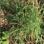 Helianthus salicifolius