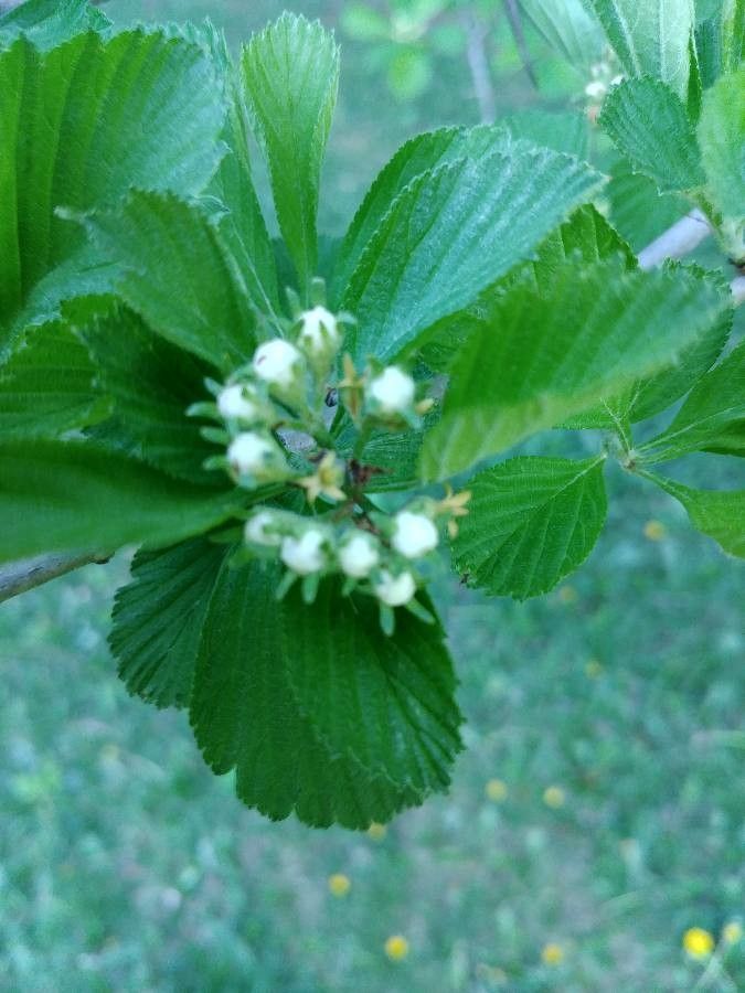 Crataegus punctata flower