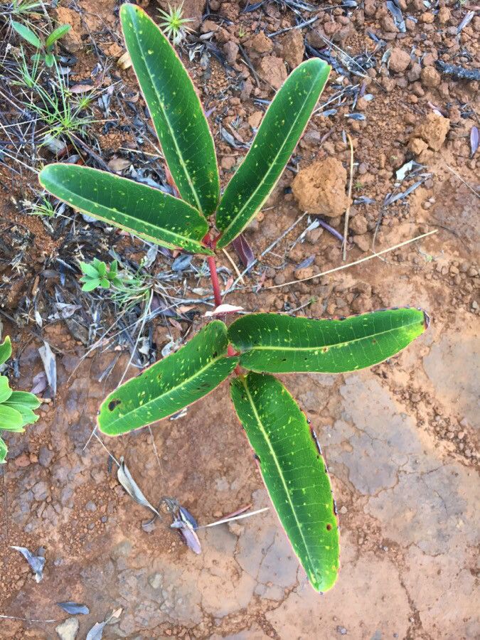 Cunonia macrophylla leaf