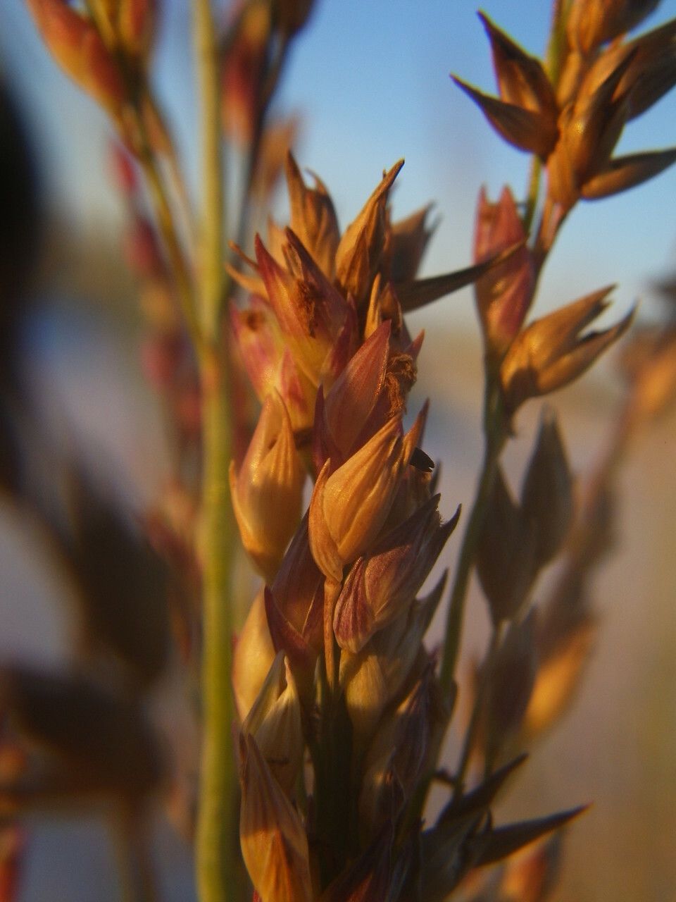 Panicum amarum fruit