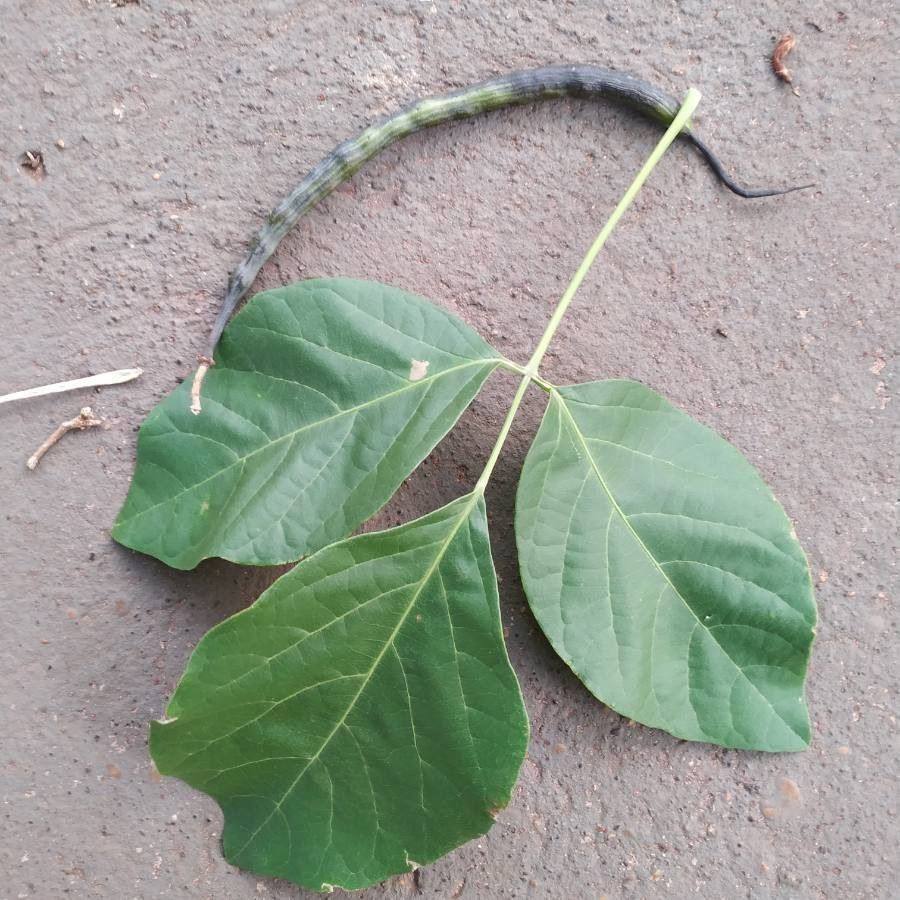 Tabebuia roseoalba leaf