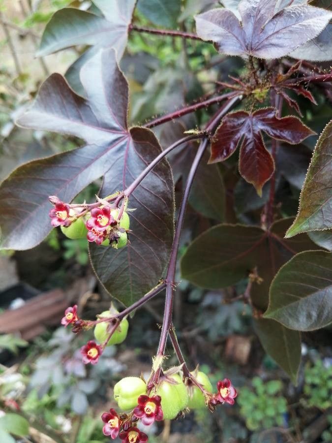Jatropha gossypiifolia fruit