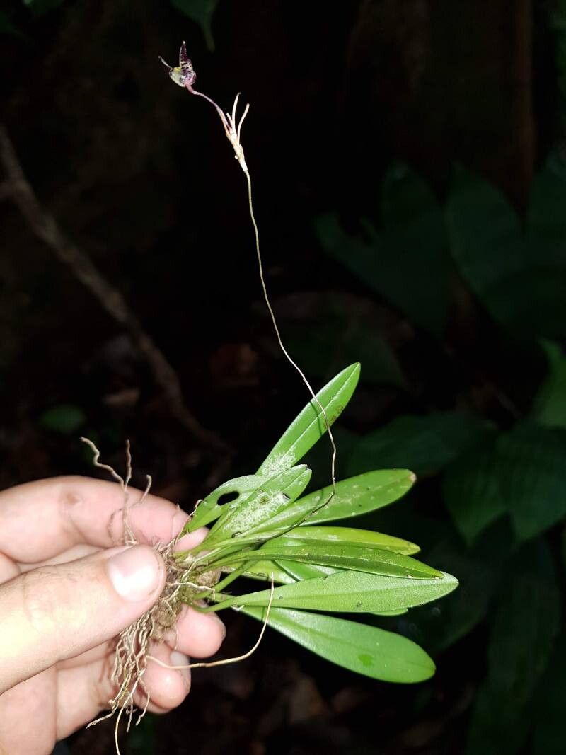 Specklinia acrisepala — related species from the same genus