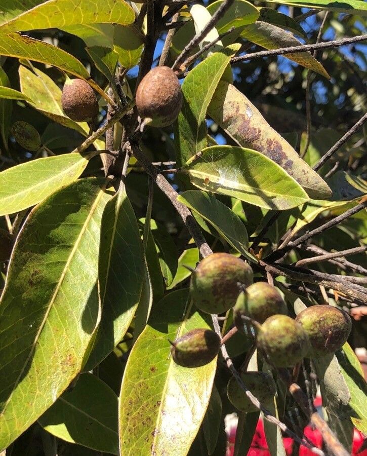 Buckinghamia celsissima fruit