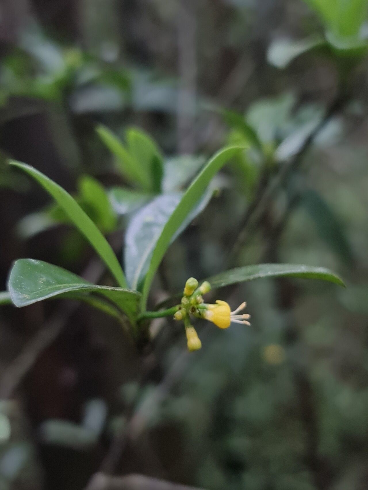 Psychotria subcapitata flower