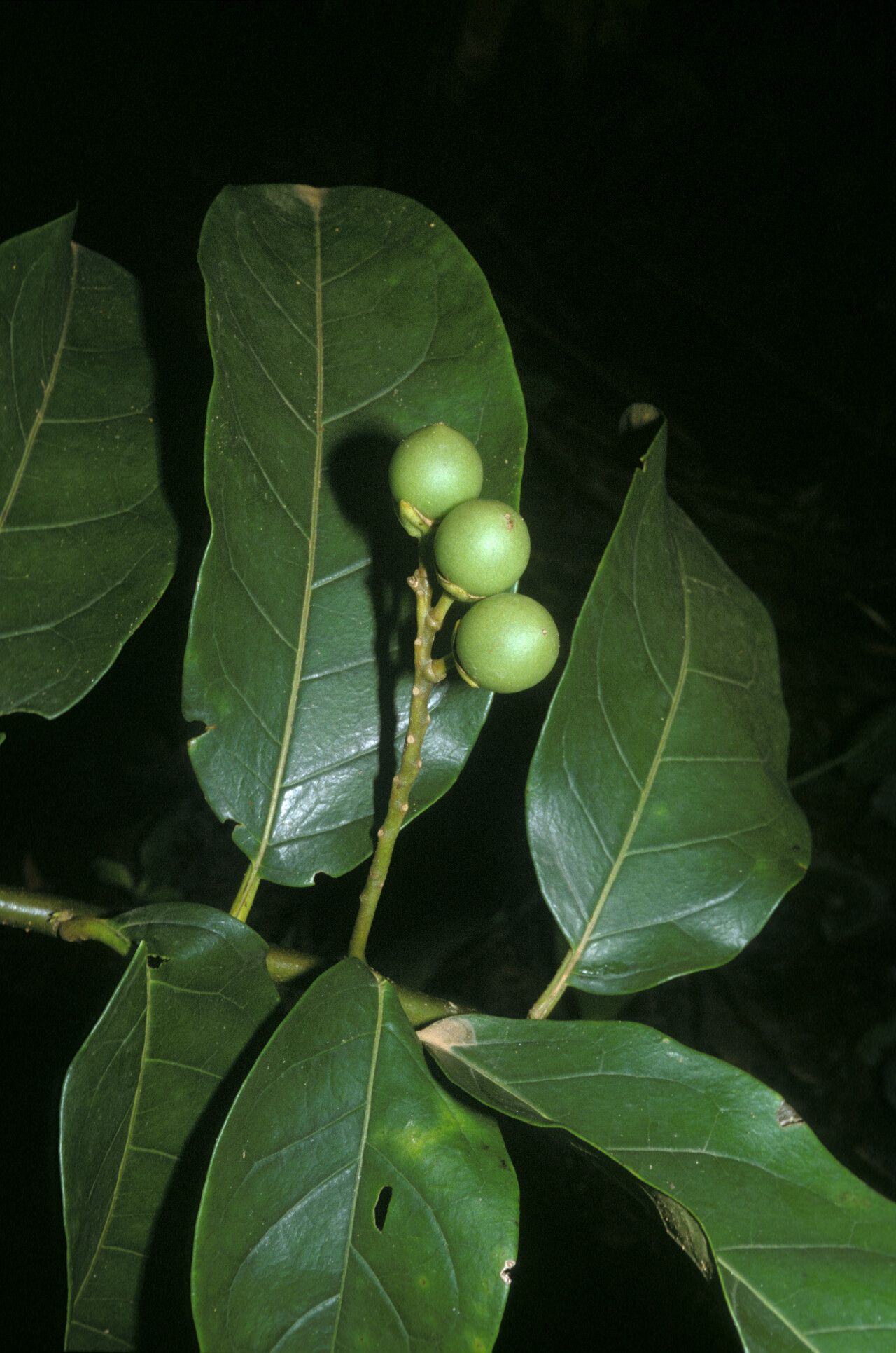 Solanum coriaceum fruit