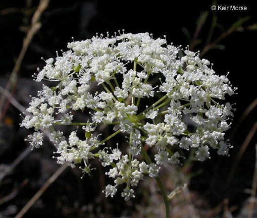 Perideridia oregana — houseplant care guide