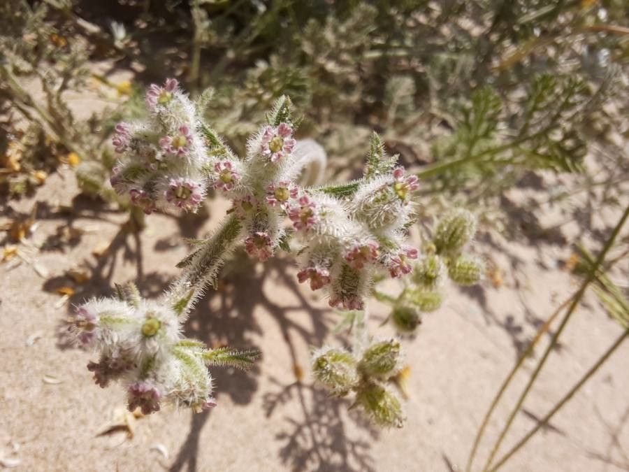Pseudorlaya pumila flower