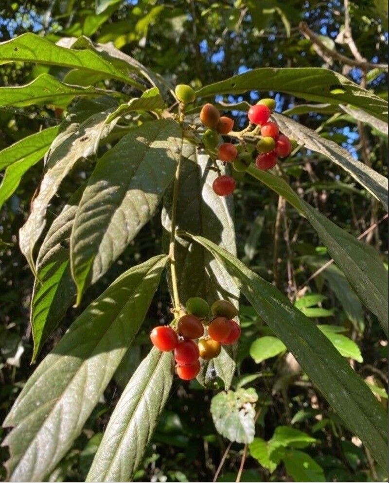 Cordia hatschbachii fruit