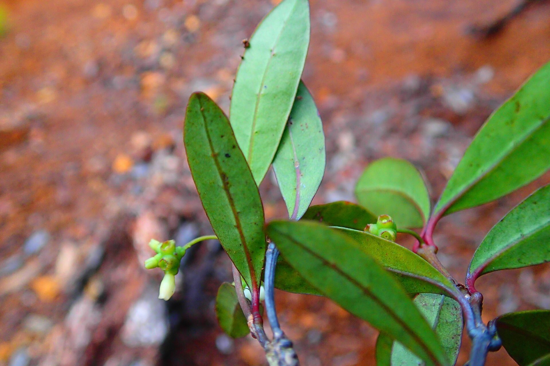 Gynochthodes collina habit