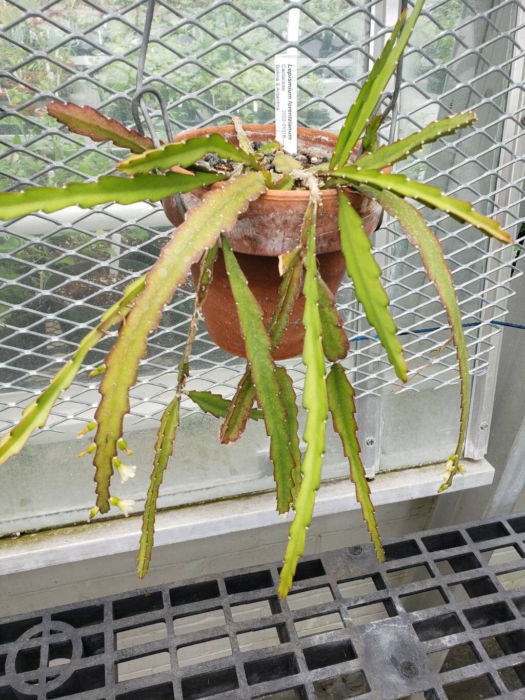 Lepismium lorentzianum habit