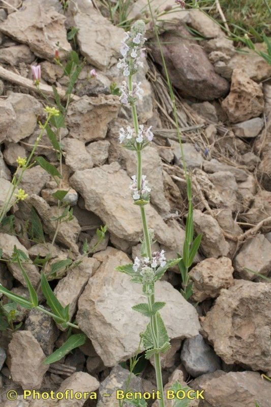 Nepeta granatensis habit