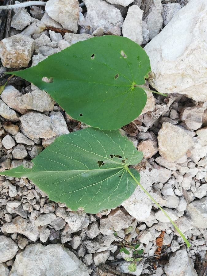 Abutilon trisulcatum — search result for 'Abutilon'
