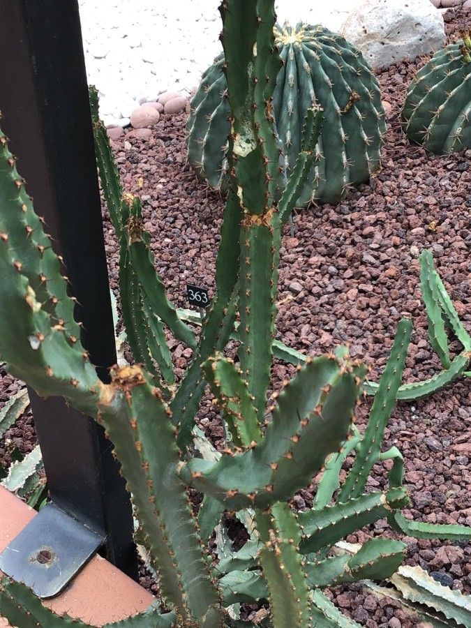 Euphorbia ledienii — houseplant care guide