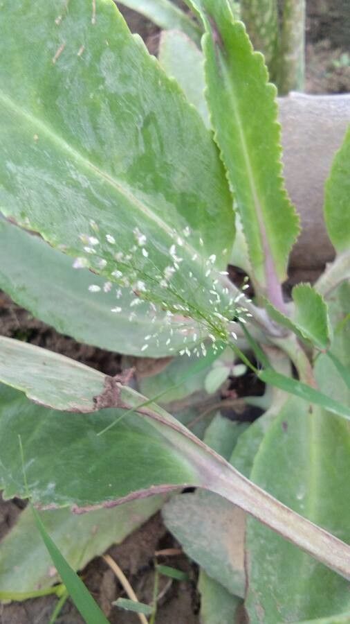 Eragrostis japonica flower
