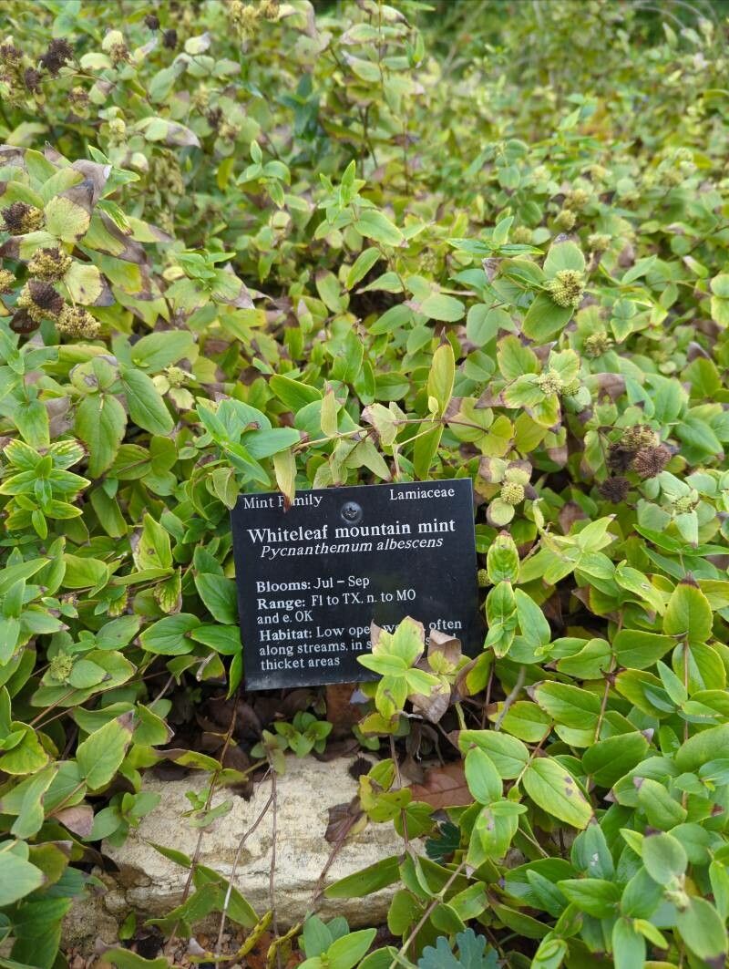 Pycnanthemum albescens — related species from the same genus