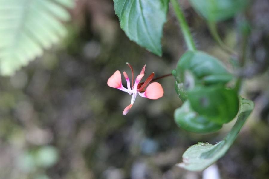 Lopezia racemosa flower