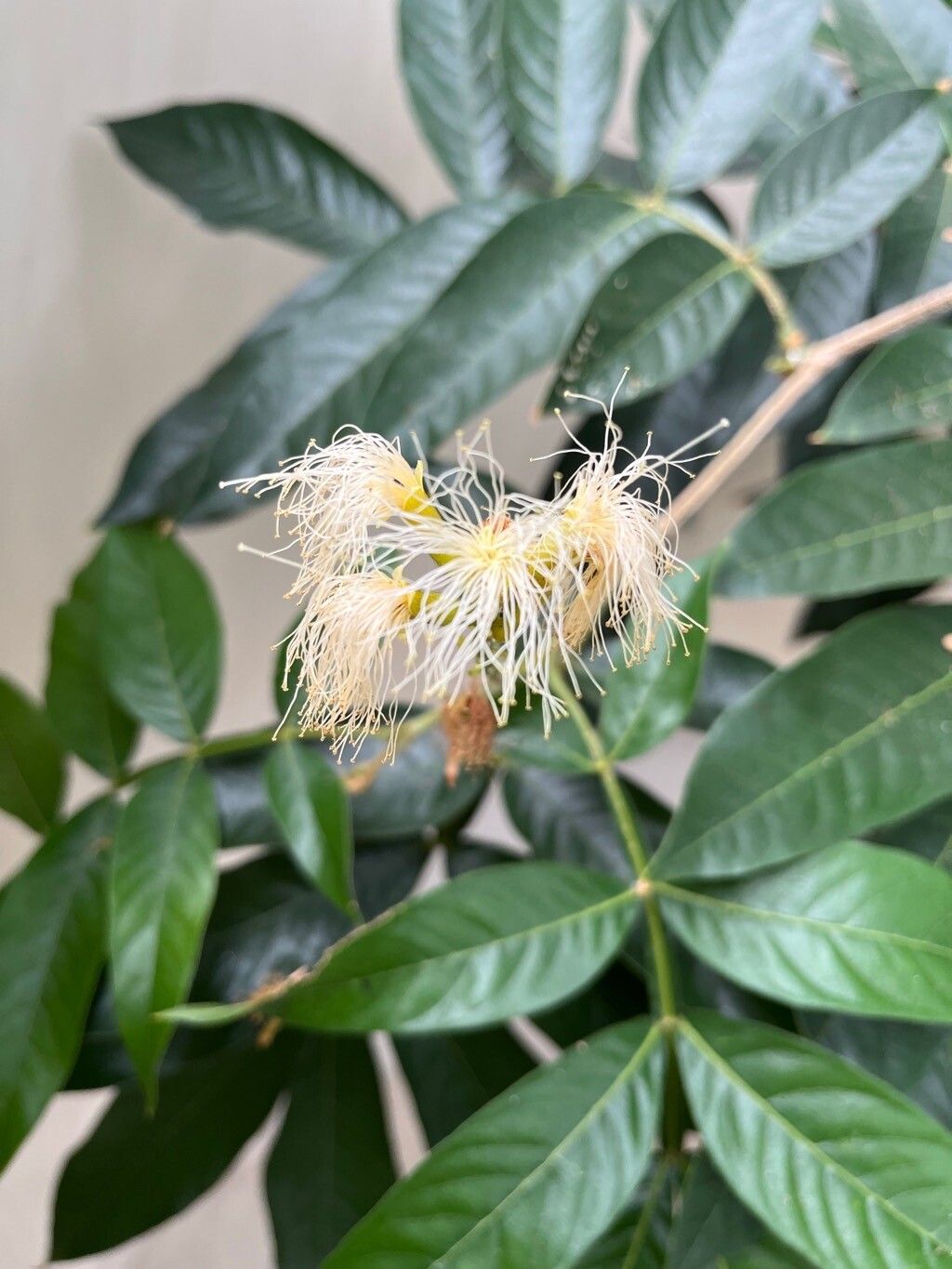 Inga feuilleei flower