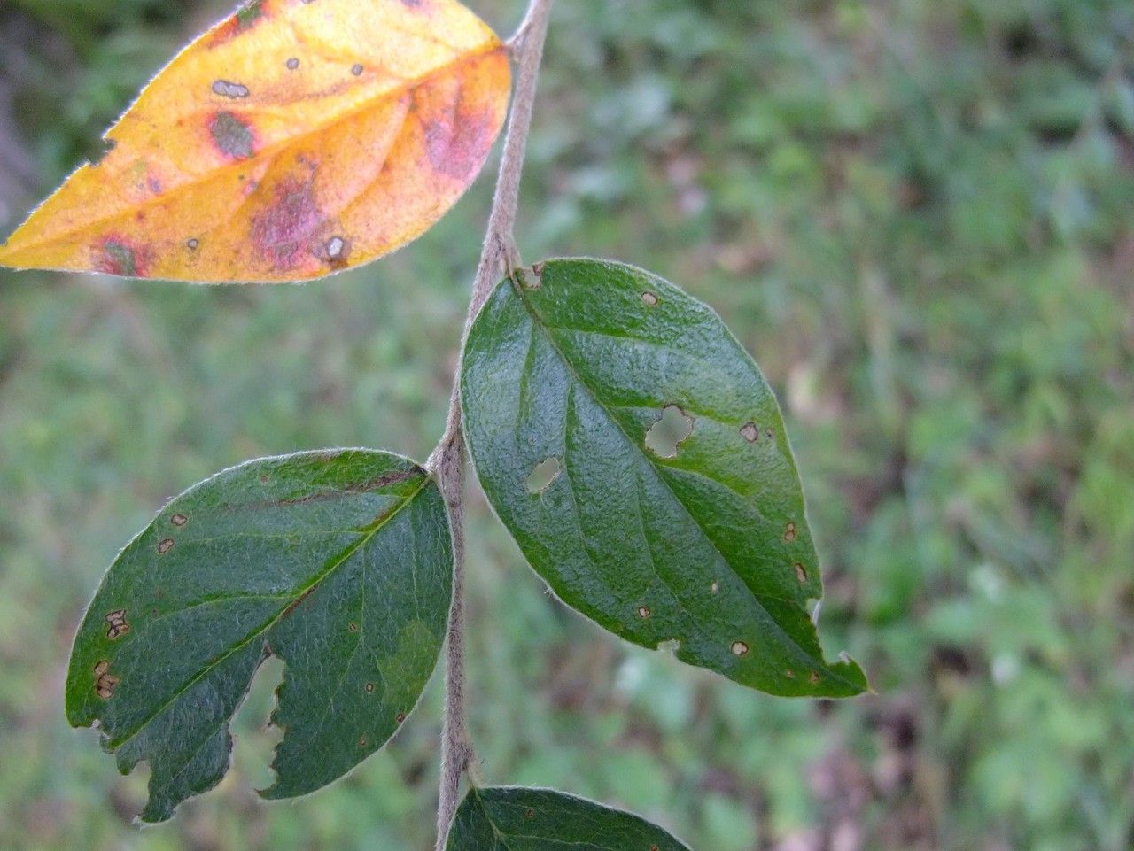 Cotoneaster tengyuehensis — search result for 'Cotoneaster'