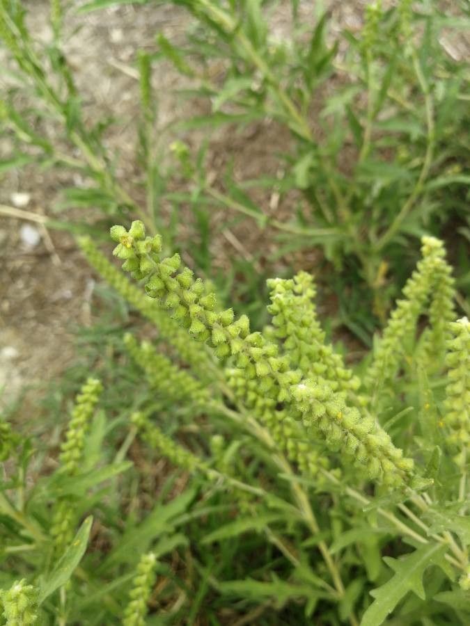 Ambrosia psilostachya fruit