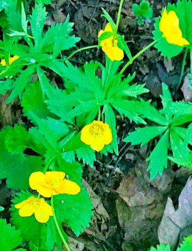 Ranunculus fallax — houseplant care guide