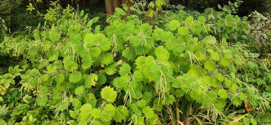 Boehmeria platanifolia habit