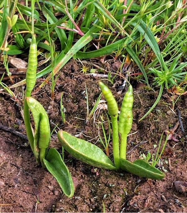 Ophioglossum lusitanicum leaf