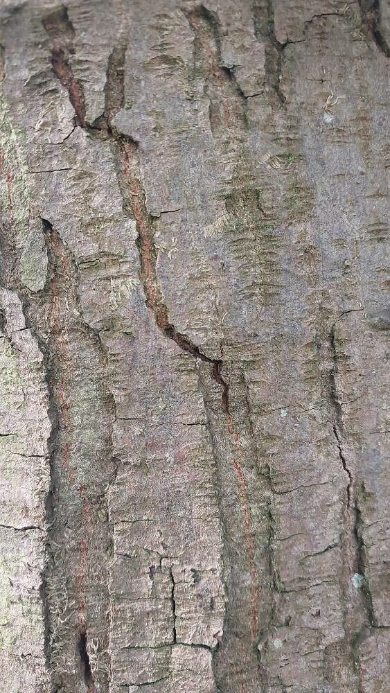 Quercus × heterophylla bark
