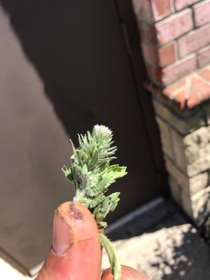 Navarretia rosulata — search result for 'Navarretia'