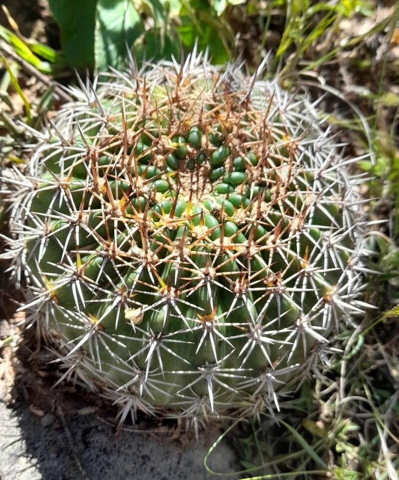 Lobivia mamillosa habit