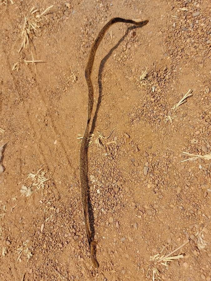 Handroanthus ochraceus fruit