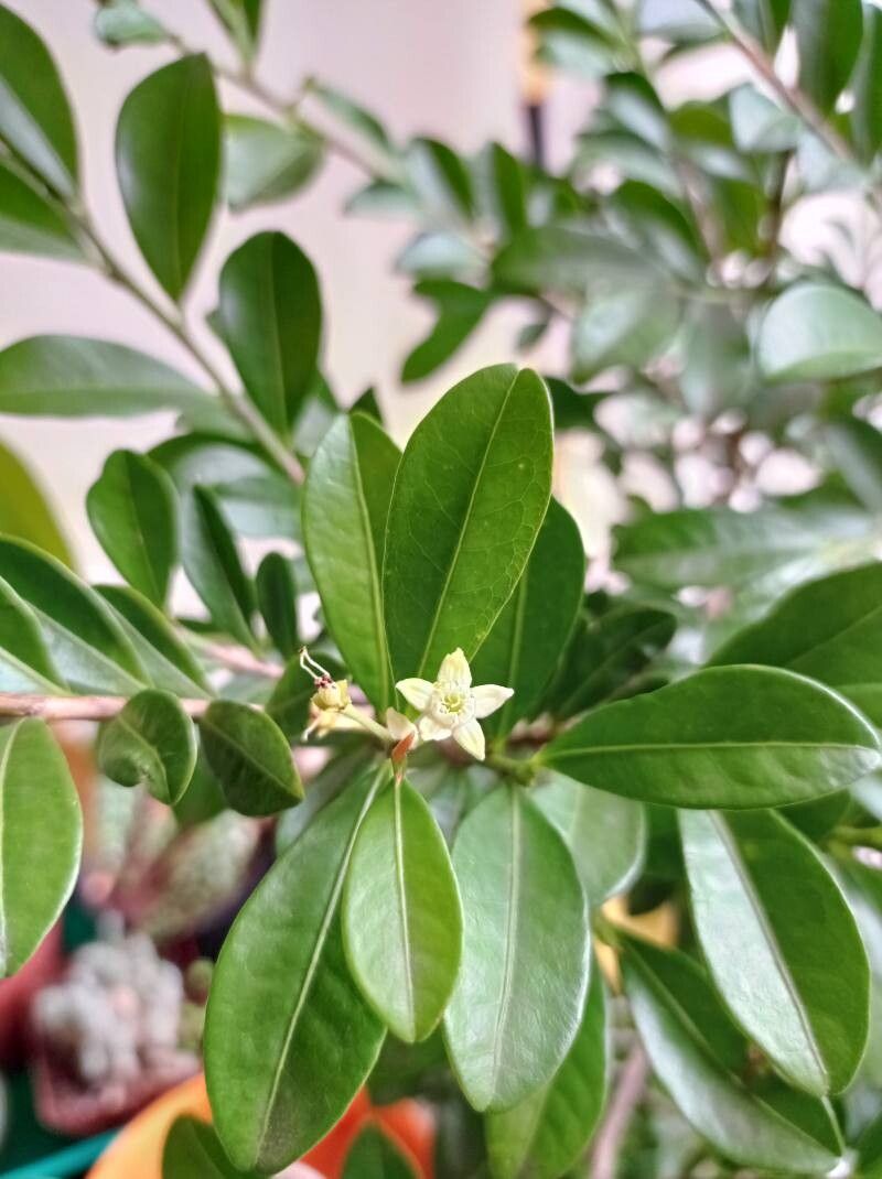 Erythroxylum emarginatum leaf