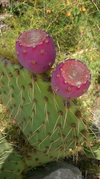 Opuntia dillenii fruit
